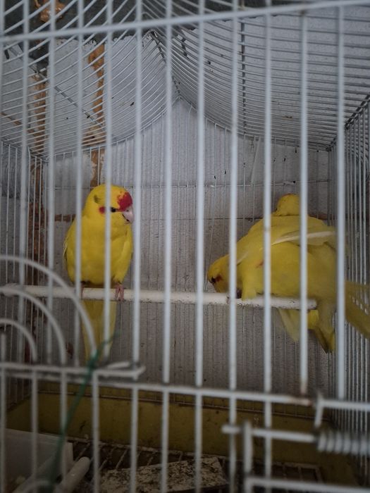 Kakariki crescuti la mana, foarte blanzi