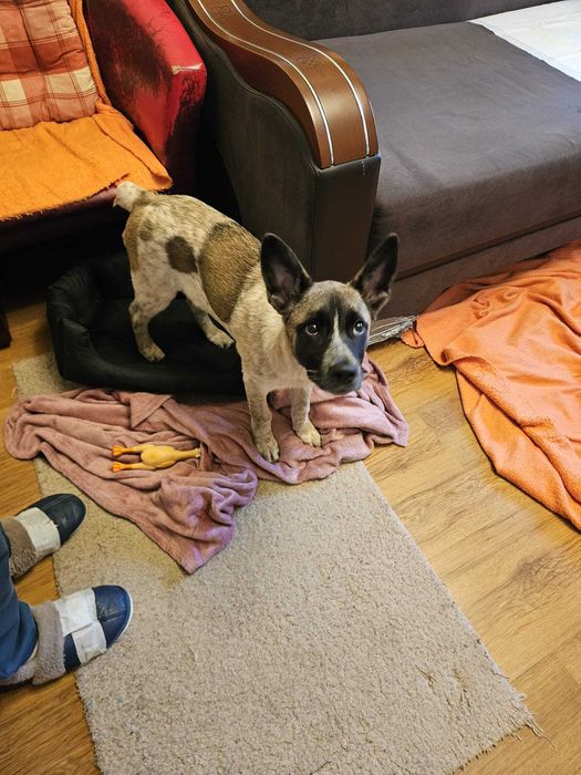 Donez pui de 4 luni metis Akita American