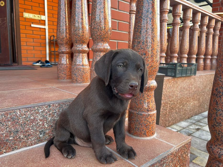 Вязка Лабрадор Ретривер кобель