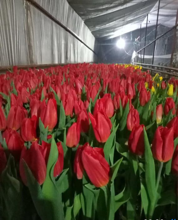 Тюльпаны оптом и в розницу.