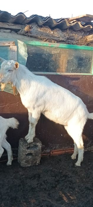 Vând țapi alpin francez și sannen