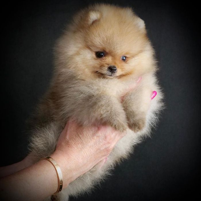 классные Щенки померанский шпиц