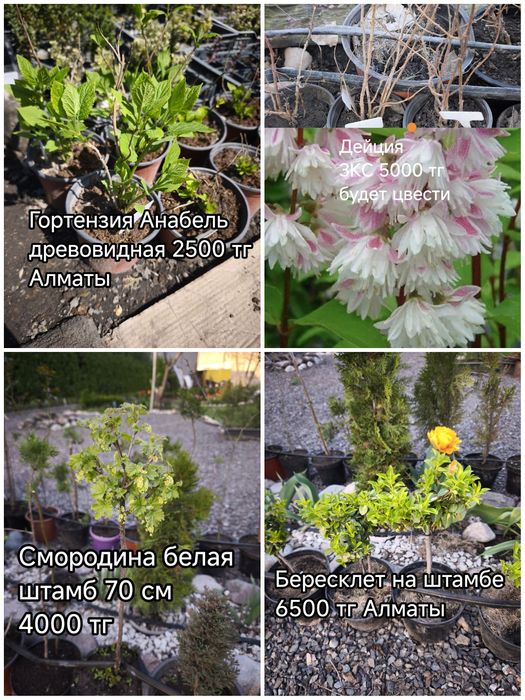 Цветы, кустарники и хвойные