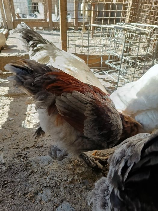 Браммы, молодые петушки. Родились в сентябре 2025.