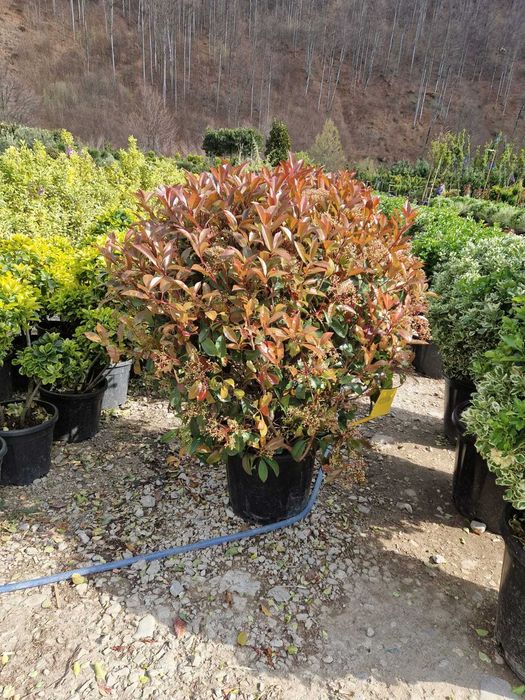 Plante pentru Gradina si Spatii Rezidentiale