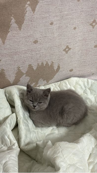 британская короткошерстная кошка