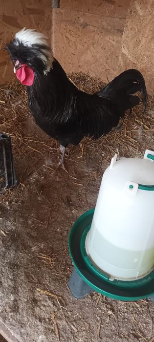 Moțată olandeză,Brahma