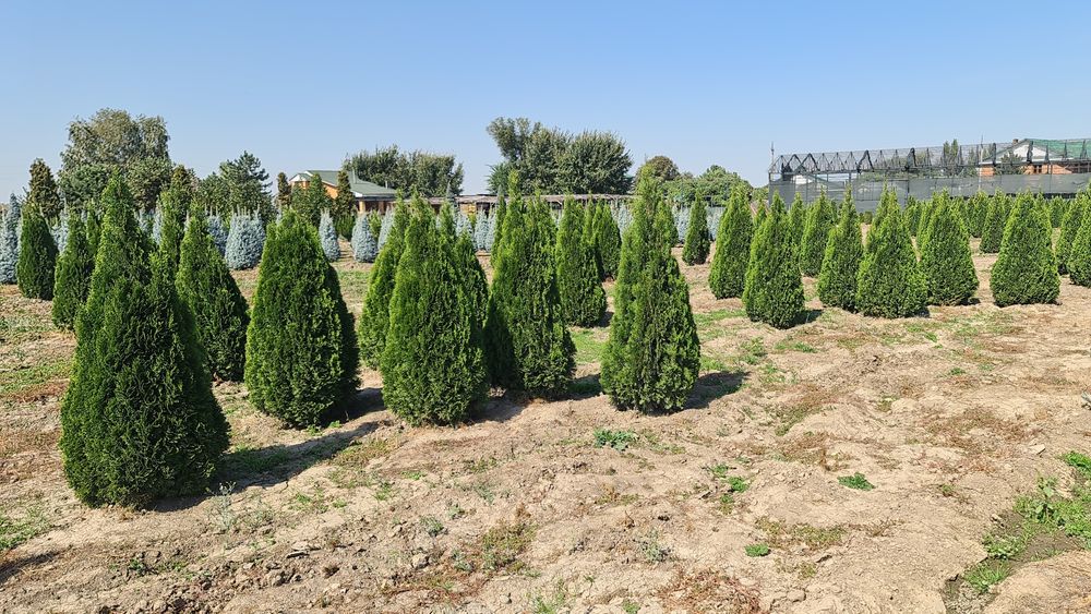 Туя смаракта любых размеров