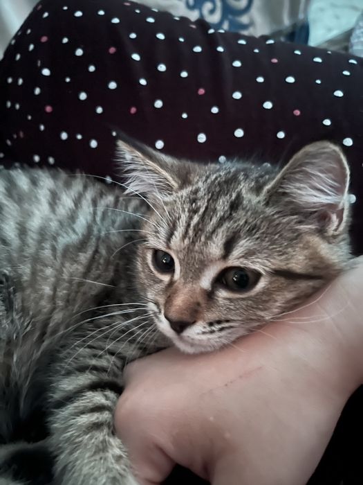 Отдам в добрые руки котенка девочка