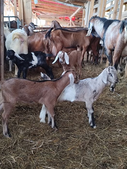 Vând schimb tapisori anglonubian