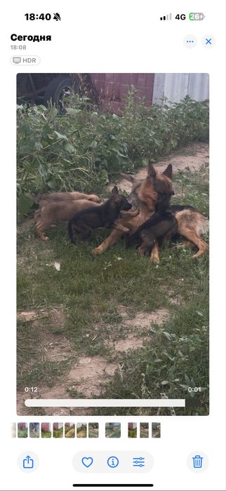 Щенки  в хорошие руки