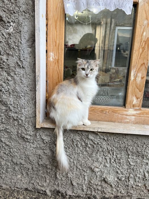 Кошка ищет семью
