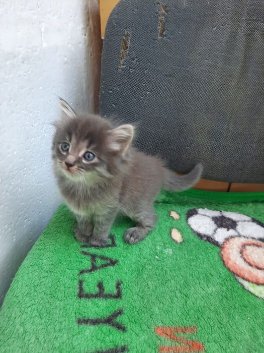 Отдам котят в добрые руки