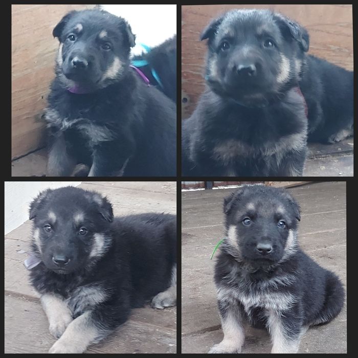 Щенки Восточноевропейской овчарки