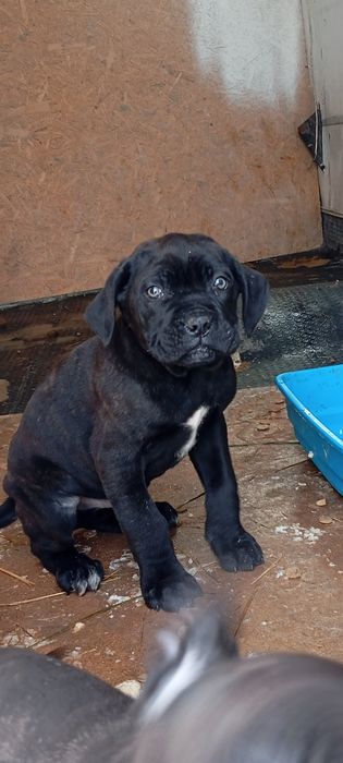 Cane corso cu pedigree și carnet  de sănătate!