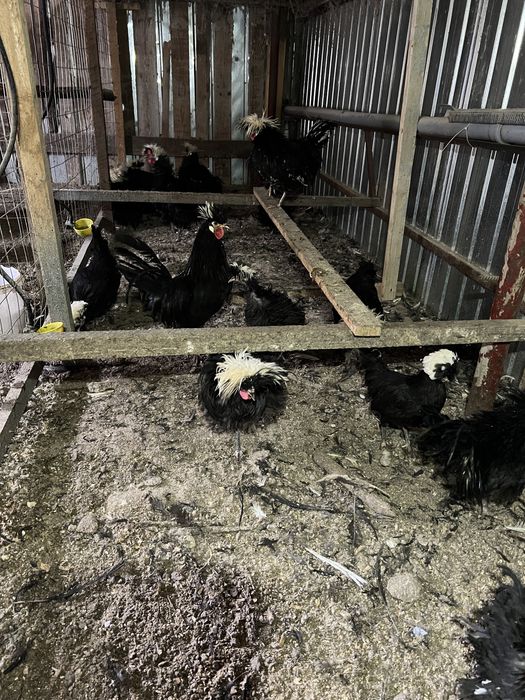 Vand perechii de Motata Olandeza