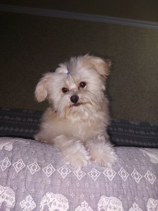 Вязка метис балонка мальтезе с шпицом