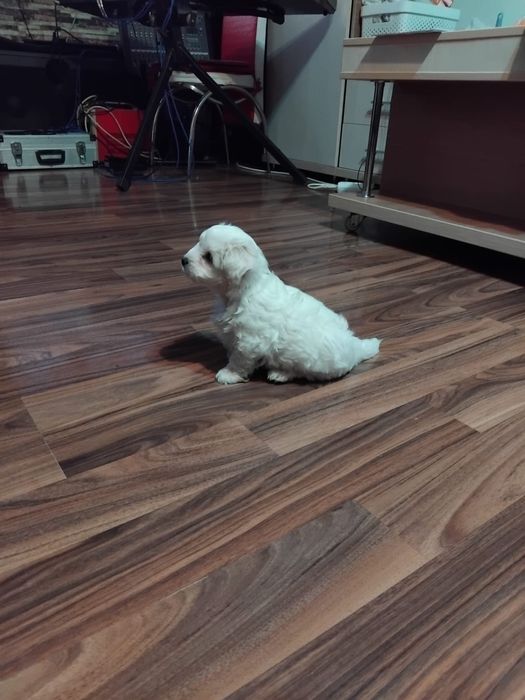 Caut familie sa fiu adoptat