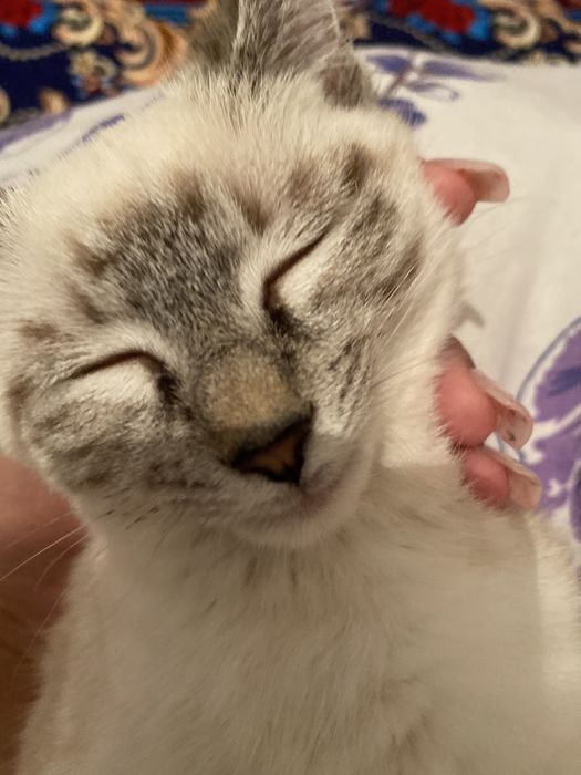Кошка отдам хорошие руки