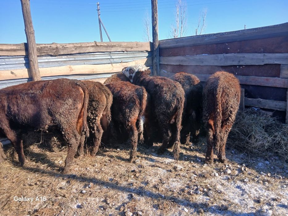 Продам бычков оптом