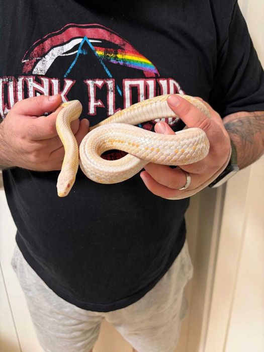 Corn Snake snow tessera