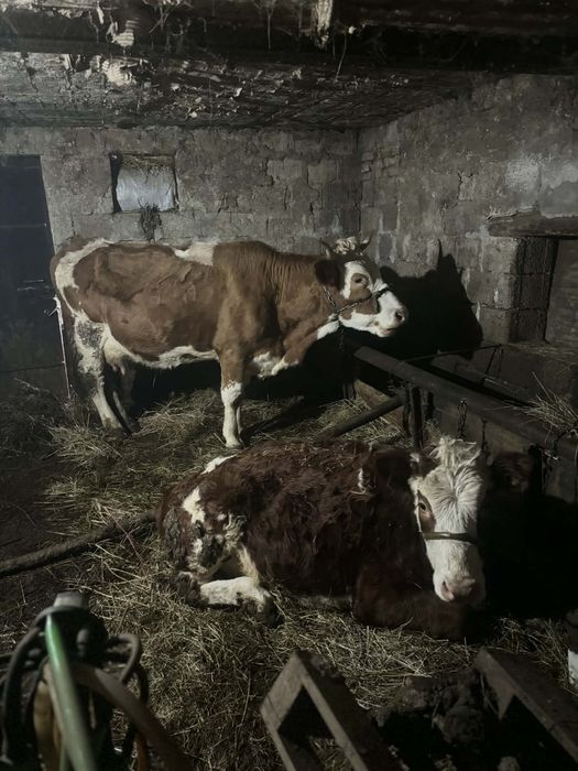 Vând vaca și junică