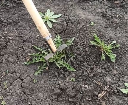 Бегона утлардан осон тозаловчи аспоб Полольник Стриж / Кетмон Лопата