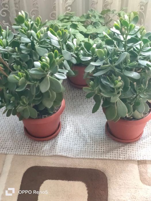 Продам цветок денежное дерево.