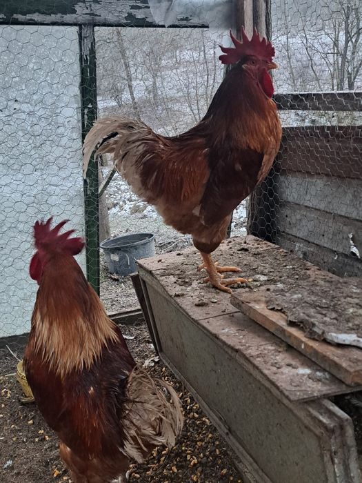 Cocoși bio crescuți cu cereale