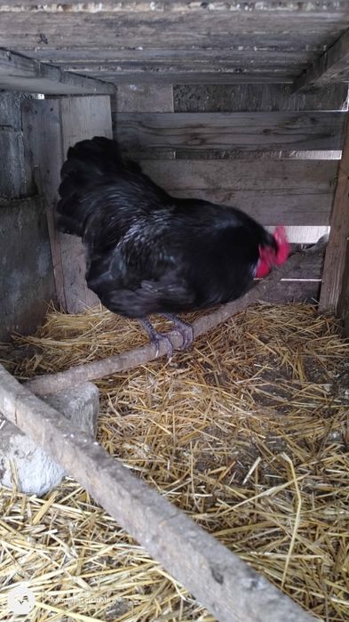 Cocos rasa  australop