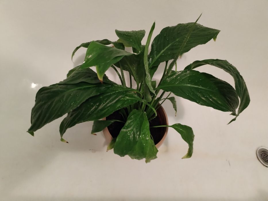 Гүл сатамын. Фотодагыдай әдемі