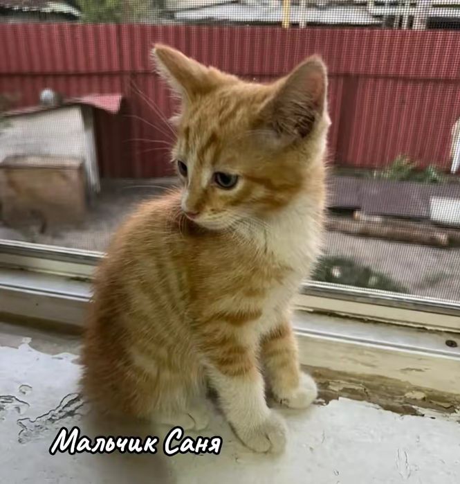 Котята в добрые руки!