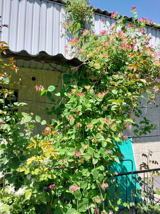 Продам садовые цветы