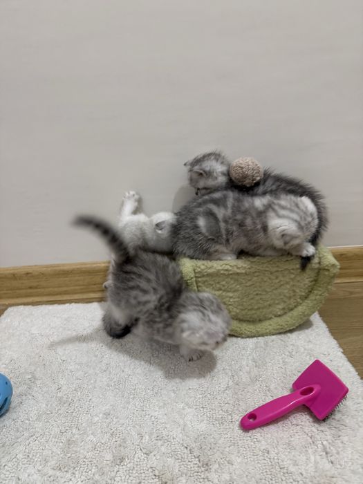Шотландский котенок