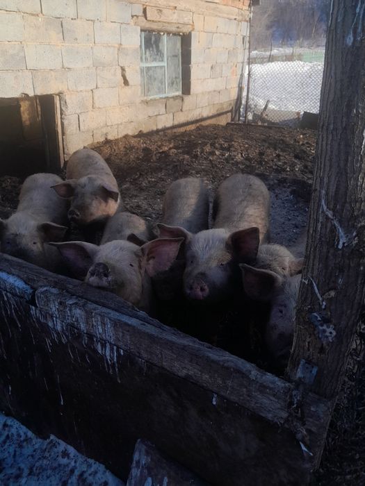 Продам свиней 6 мес