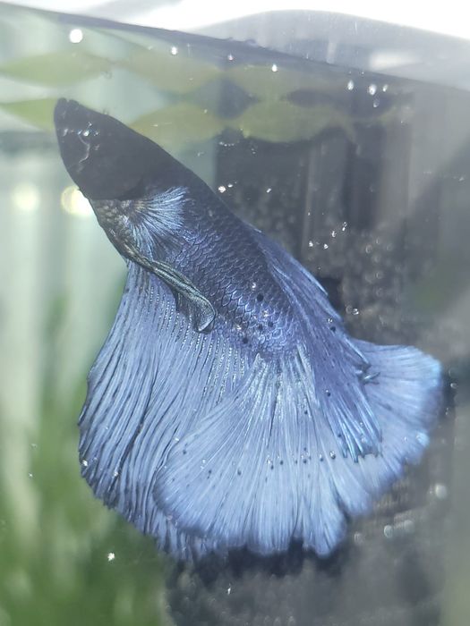 Продам здорового петушка