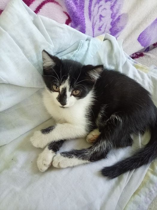 Отдам котёнка в хорошие руки