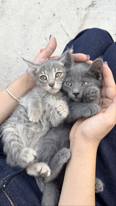 Кошки с гарантией