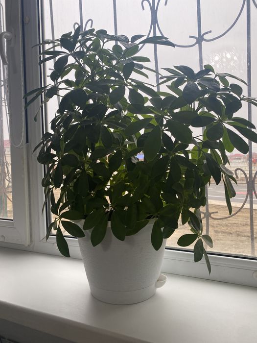 Цветы Шефлера 2 шт