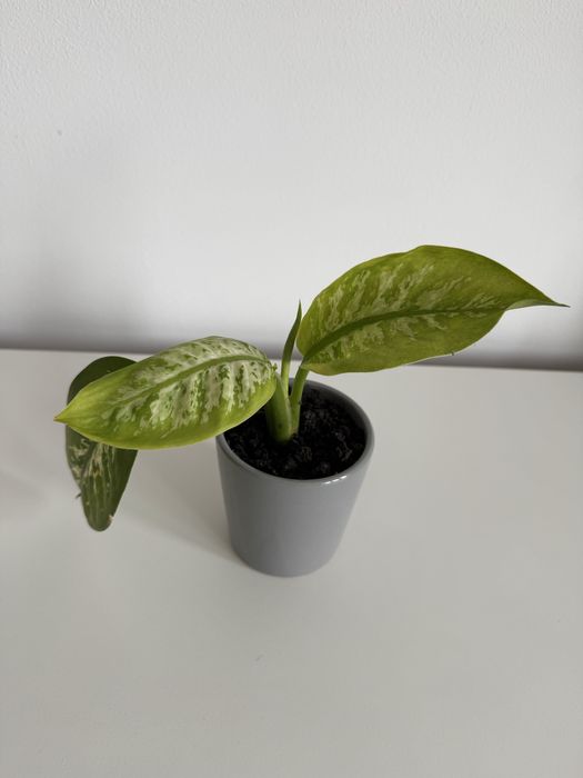 Dieffenbachia cu ghiveci ceramic