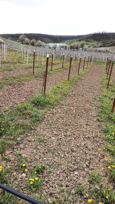 5000 mp Scaesti Dolj