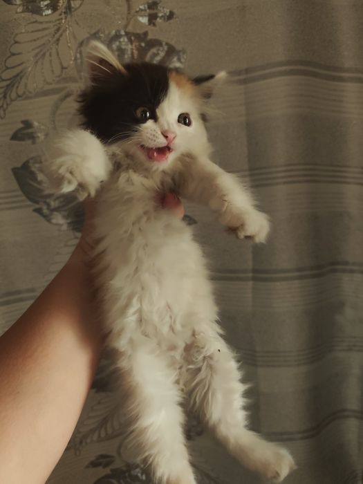 Котенок девочка 1.5 мес