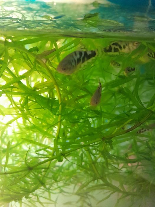 Аквариумные рыбки