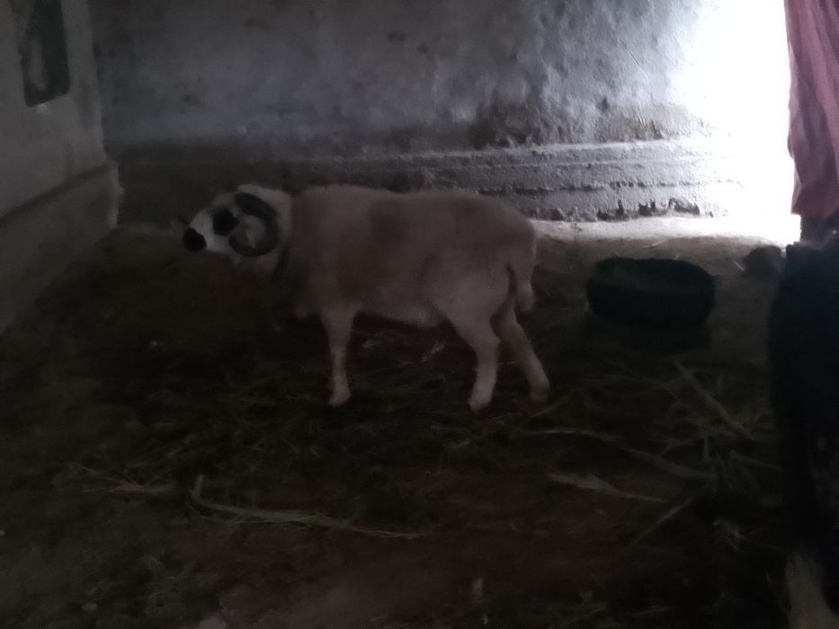 Qõchqor sotiladi 3yoshar katta qõchqor