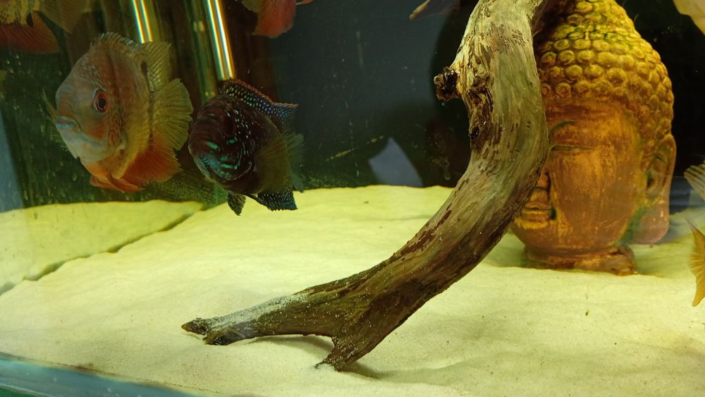 Ciclide caută o noua casa