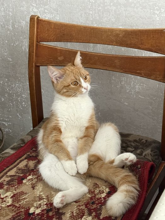 Отдам даром кошку