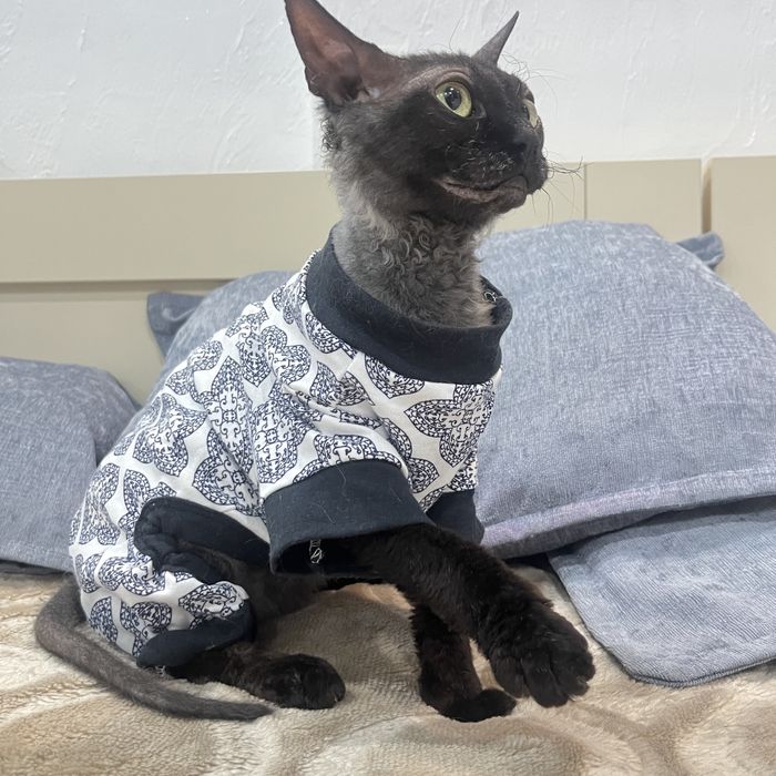 Срочно отдам кошку