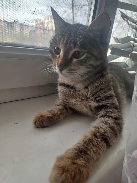 Ищем дом для девочки