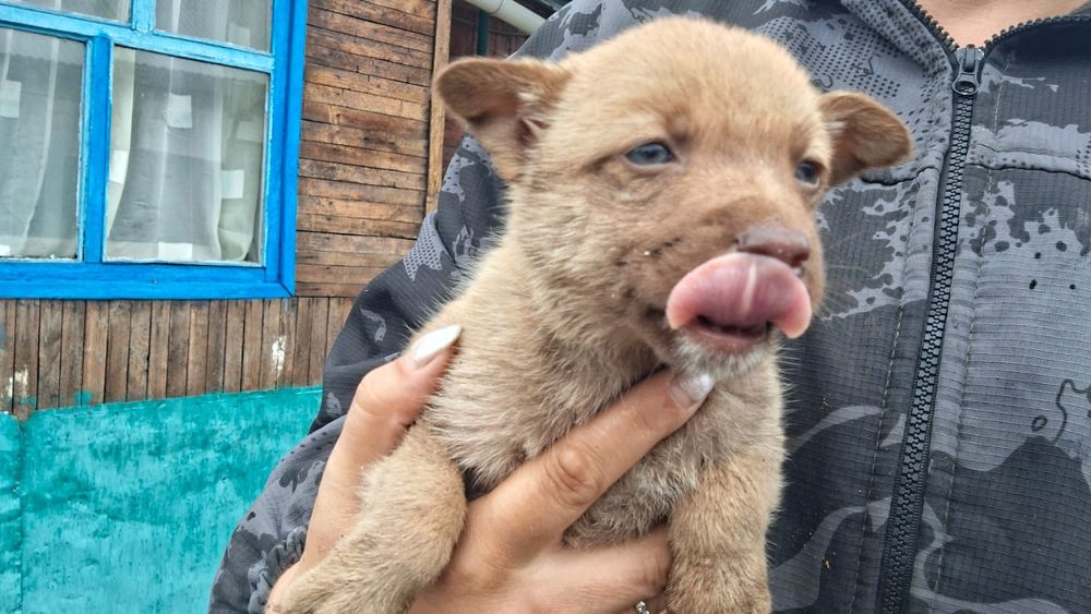 Щенки звоночки   мальчиаи и девочки 2 мес
