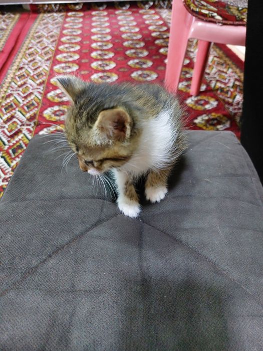 Домашние котята малегькие